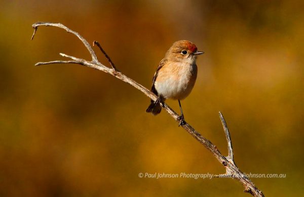 'Female Red Robin'