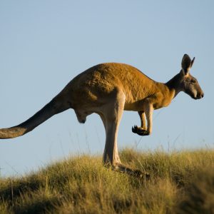 Flinders Ranges' Kangaroo