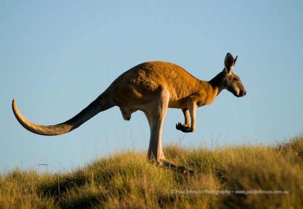 Flinders Ranges' Kangaroo